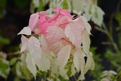 Acer negundo "Flamingo"