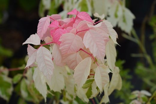 Acer negundo "Flamingo"