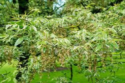 Acer negundo "Flamingo"