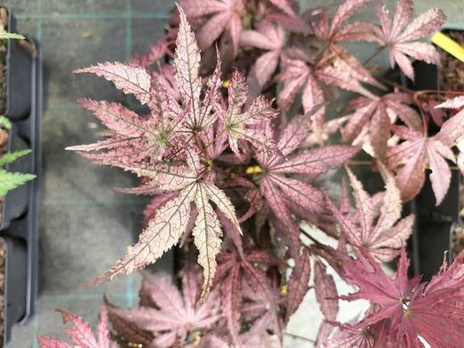 Acer palmatum Amagi shigure