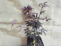 Acer palmatum Amagi shigure