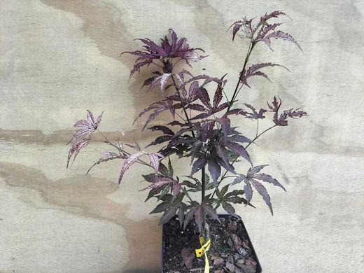 Acer palmatum Amagi shigure