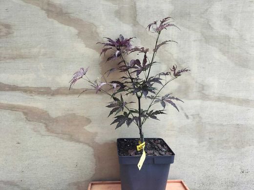 Acer palmatum Amagi shigure