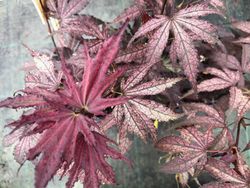 Acer palmatum Amagi shigure