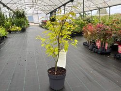 Acer palmatum "Anne Irene"