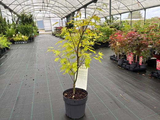 Acer palmatum "Anne Irene"