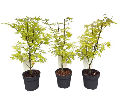 Acer palmatum "Anne Irene"