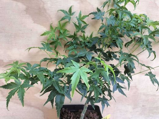 Acer palmatum Aoyagi