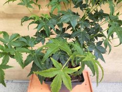 Acer palmatum Aoyagi
