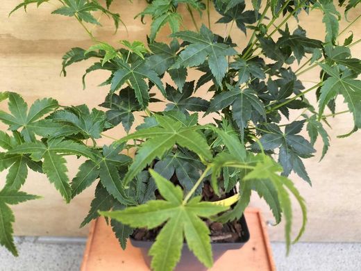 Acer palmatum Aoyagi