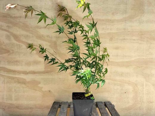 Acer palmatum "Arakawa", arce japonés