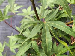 Acer palmatum "Arakawa", arce japonés