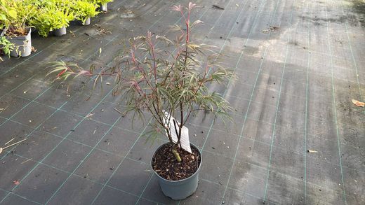 Acer palmatum "Atrolineare" - Bordo japonês