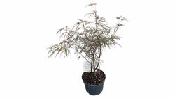 Acer palmatum "Atrolineare" - Bordo japonês