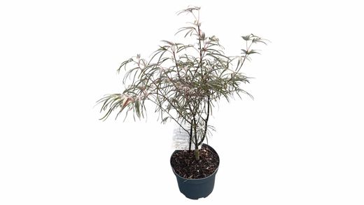 Acer palmatum "Atrolineare" - Bordo japonês