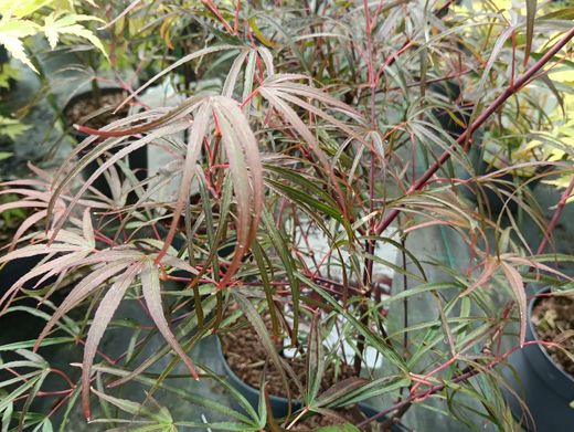 Acer palmatum "Atrolineare" - Bordo japonês