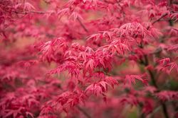 Acer palmatum "Atropurpureum" érable à graines rouges