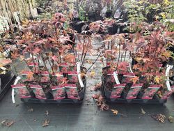 Acer palmatum "Atropurpureum" arce rojo de semilla