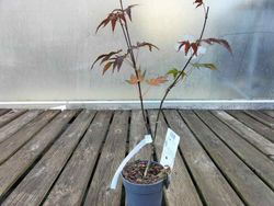 Acer palmatum "Atropurpureum" arce rojo de semilla