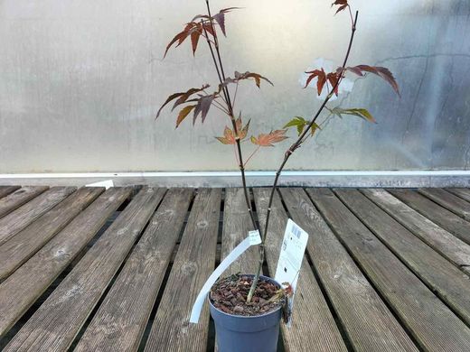 Acer palmatum "Atropurpureum" arce rojo de semilla