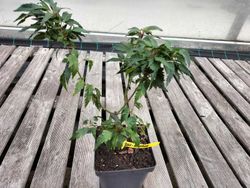 Acer palmatum Beni Hagoromo