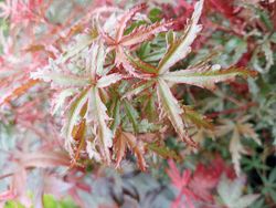 Acer palmatum "Beni komachi", arce japonés.