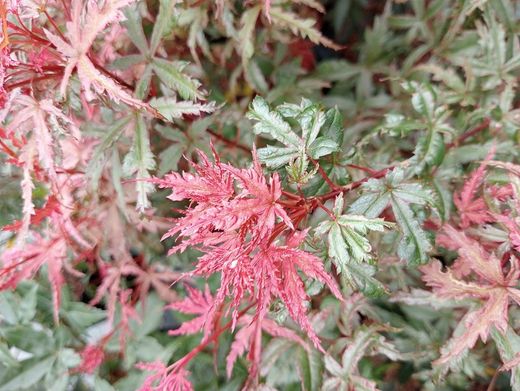 Acer palmatum "Beni komachi", arce japonés.
