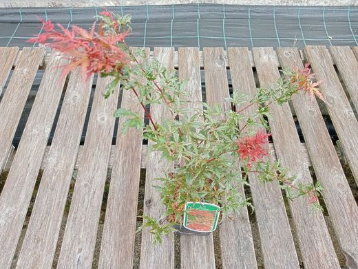 Acer palmatum "Beni komachi", arce japonés.
