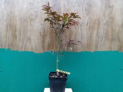 Acer palmatum "Beni shi en", Arce japonés Beni shi en