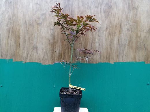 Acer palmatum "Beni shi en", Arce japonés Beni shi en