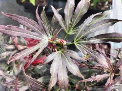Acer palmatum "Beni shi en", Arce japonés Beni shi en