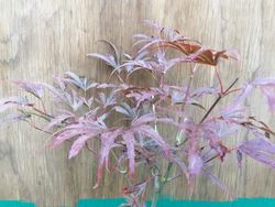 Acer palmatum "Beni shi en", Arce japonés Beni shi en