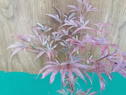 Acer palmatum "Beni shi en", Arce japonés Beni shi en