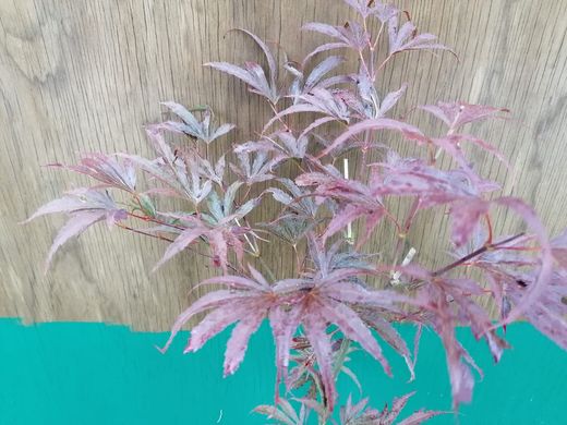 Acer palmatum "Beni shi en", Arce japonés Beni shi en