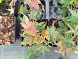 Acer palmatum "Beni tsukasa"