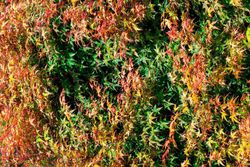 Acer palmatum "Beni tsukasa"
