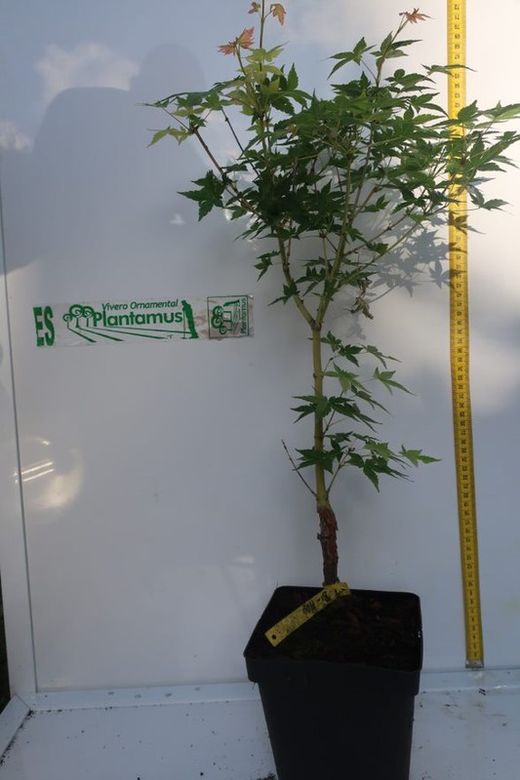Acer palmatum "Bi Hoo", arce japonés