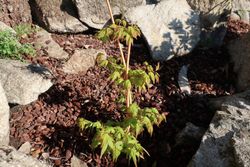 Acer palmatum "Bi Hoo", arce japonés