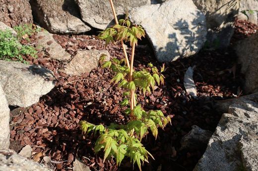 Acer palmatum "Bi Hoo", arce japonés