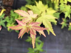 Acer palmatum "Bi Hoo", arce japonés