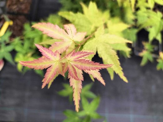 Acer palmatum "Bi Hoo", arce japonés
