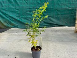 Acer palmatum "Bi Hoo", arce japonés