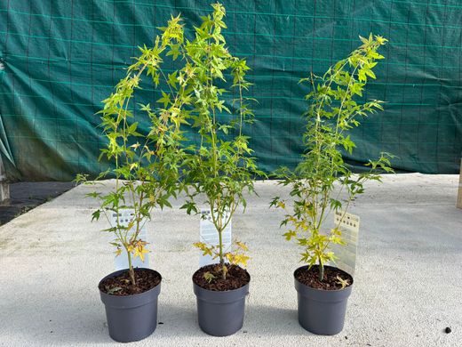 Acer palmatum "Bi Hoo", arce japonés