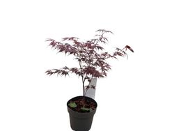 Acer palmatum "Black lace"