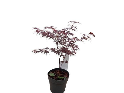 Acer palmatum "Black lace"