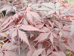 Acer palmatum "Black lace"