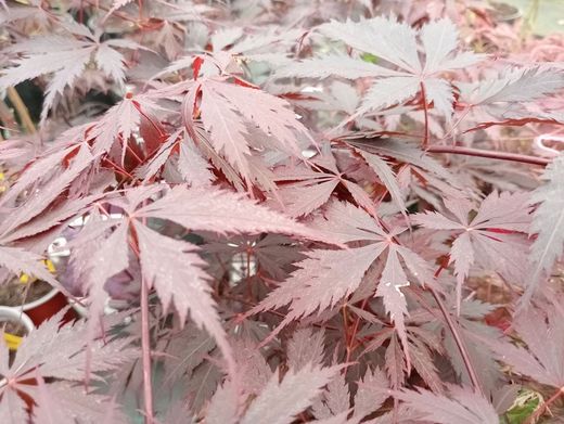 Acer palmatum "Black lace"