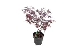 Acer palmatum "Black lace"