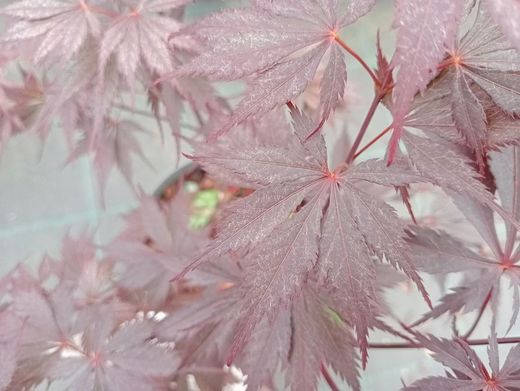 Acer palmatum "Black lace"