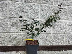 Acer palmatum "Brandt's dwarf"